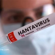 Hantavirus : l’OMS confirme une souche transmissible entre humains